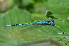 010 Hufeisen-Azurjungfer