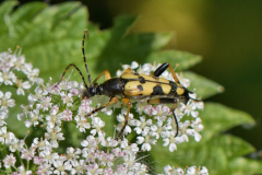 007 gefleckter Schmalbock