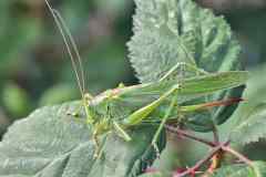 009 grünes Heupferd