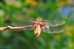 014 Feuerlibellle