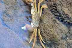 025 Krabbe im Altrhein