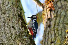 018 Buntspecht