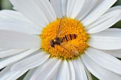 001 Hainschwebfliege