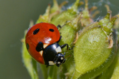 008 Marienkäfer