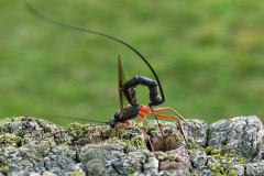 002 Schlupfwespe